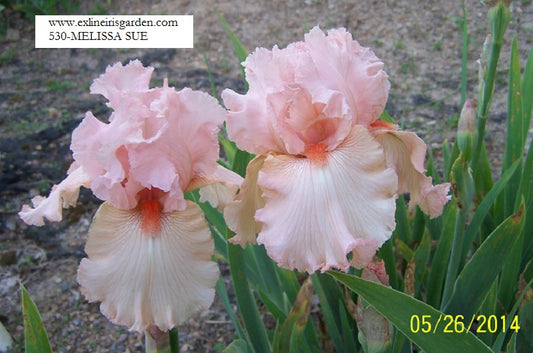 The flower Melissa Sue - Tall Bearded Iris (TB)