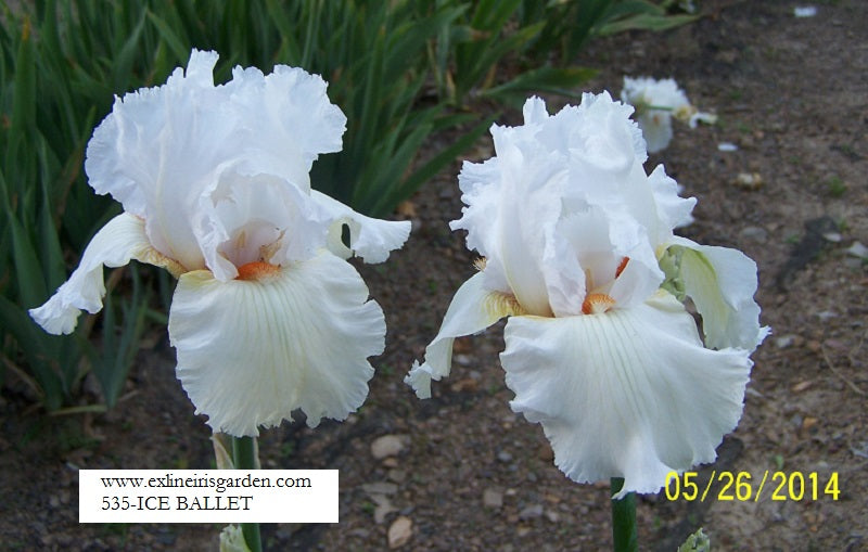 The flower Ice Ballet - Tall Bearded Iris (TB)