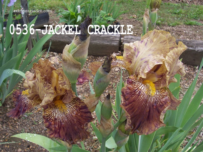 The flower Jackal Cackle - Tall Bearded Iris (TB)