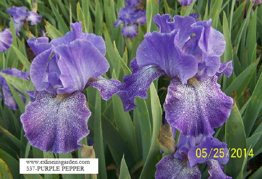 The flower Purple Pepper - Tall Bearded Iris (TB)