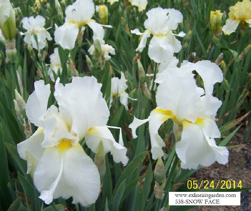 The flower Snow Face - Tall Bearded Iris (TB)