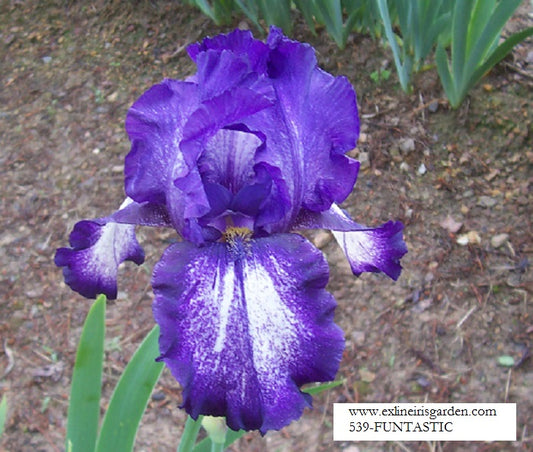 The flower Funtastic - Tall Bearded Iris (TB)