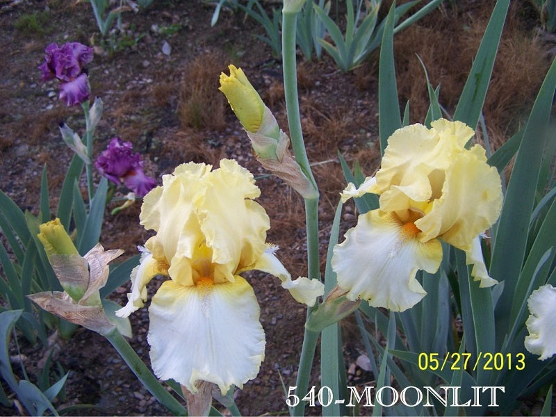 The flower Moonlit - Tall Bearded Iris (TB)