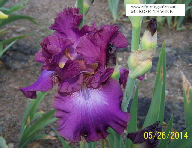 The flower Rosette Wine - Tall Bearded Iris (TB)