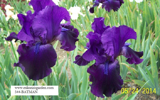 The flower Batman - Tall Bearded Iris (TB)