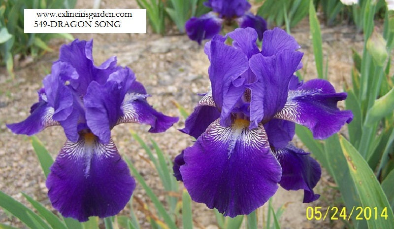 The flower Dragon Song - Tall Bearded Iris (TB)