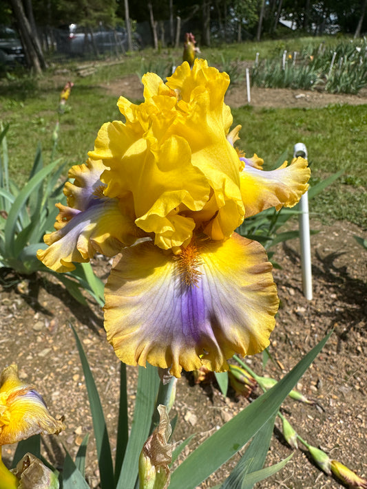 Tall Bearded Iris 'Good Morning Sunshine' with bright yellow standards, violet-purple falls edged in yellow, and old gold beards; blooming at mid-to-late season.