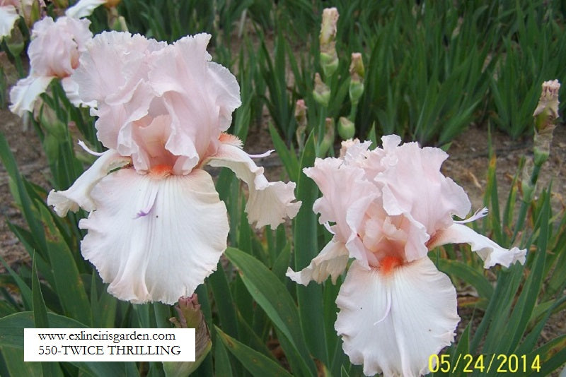 The flower Twice Thrilling - Tall Bearded Iris (TB)