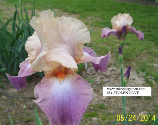 The flower Stolen Love - Tall Bearded Iris (TB)