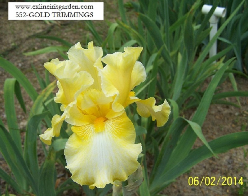 The flower Gold Trimmings - Tall Bearded Iris (TB)