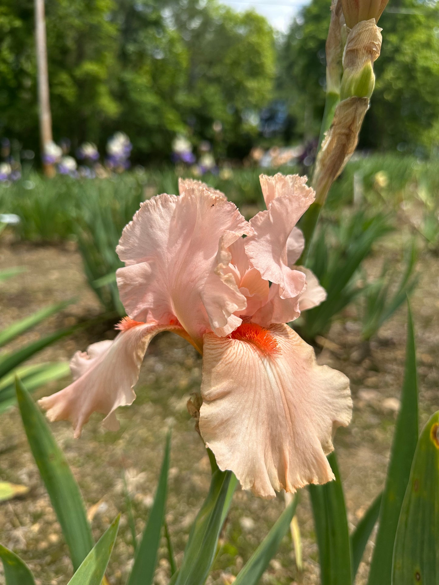La Vie En Rose