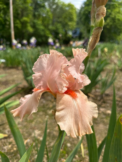 La Vie En Rose