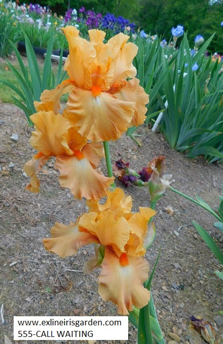 The flower Call Waiting - Tall Bearded Iris (TB)