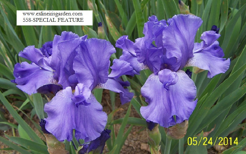 The flower Special Feature - Tall Bearded Iris (TB)