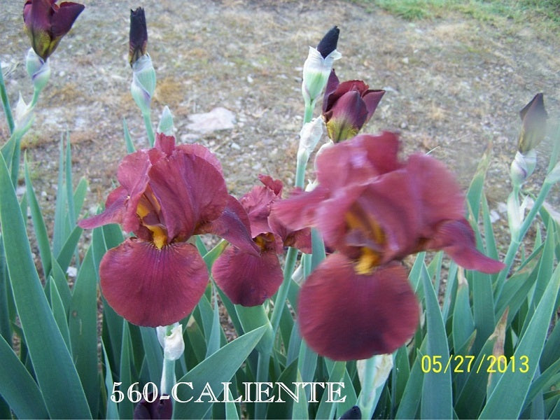 The flower Caliente - Tall Bearded Iris (TB)