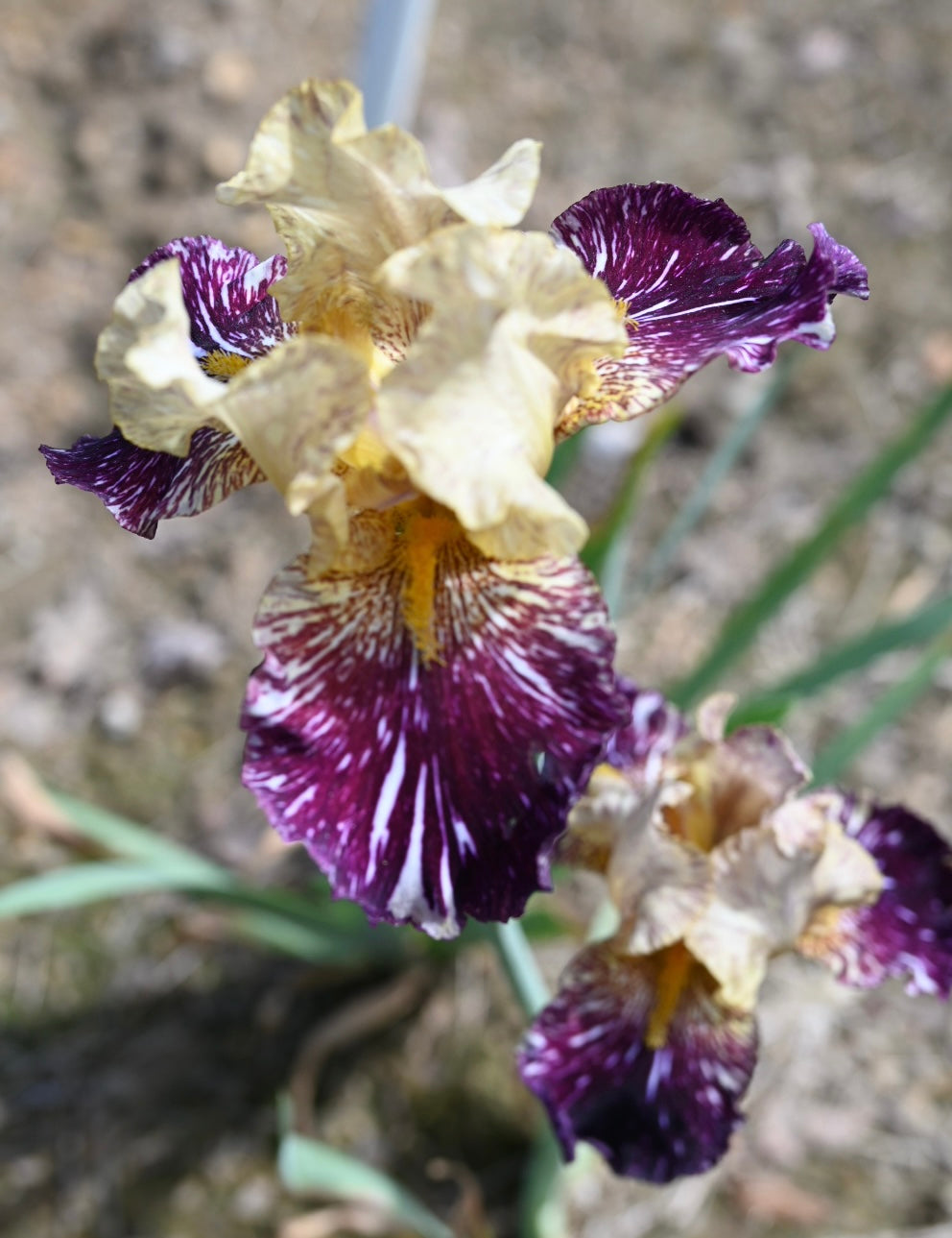 Close-up of a purple and yellow flower with a blurred background