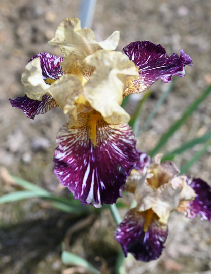 Close-up of a purple and yellow flower with a blurred background