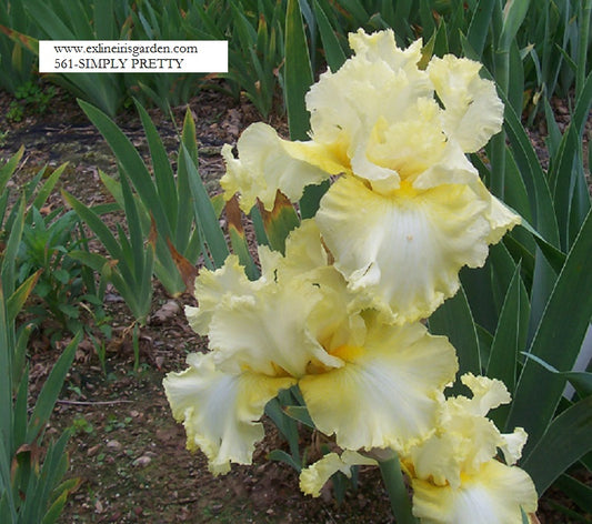 The flower Simply Pretty - Tall Bearded Iris (TB)