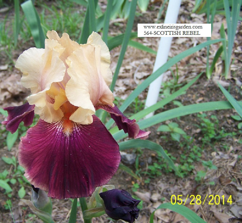 The flower Scottish Rebel - Tall Bearded Iris (TB)