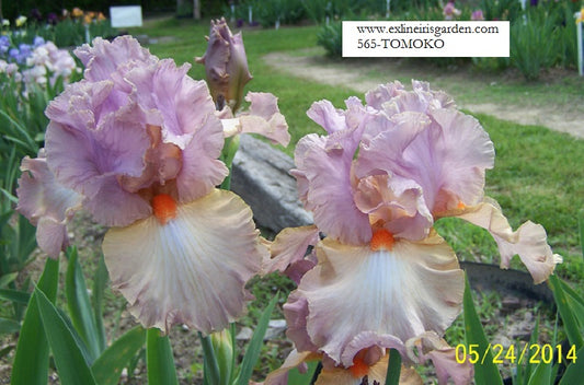 The flower Tomoko - Tall Bearded Iris (TB)