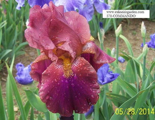 The flower Commando - Tall Bearded Iris (TB)