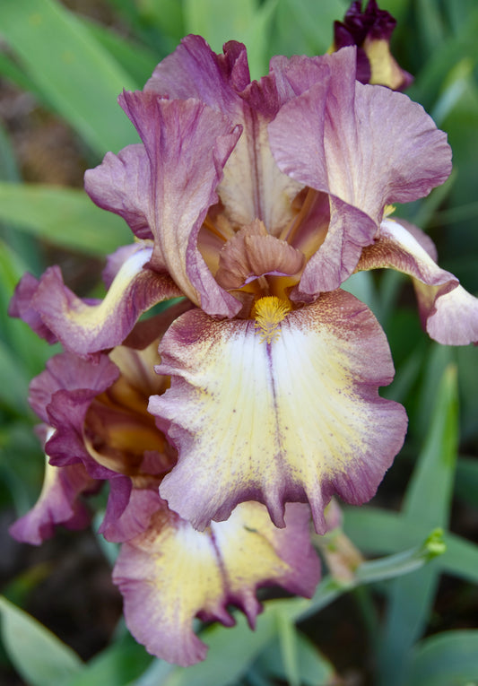 Plum Gleam