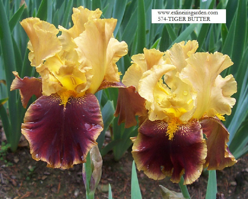 The flower Tiger Butter - Tall Bearded Iris (TB)