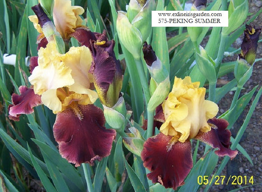 The flower Peking Summer - Tall Bearded Iris (TB)