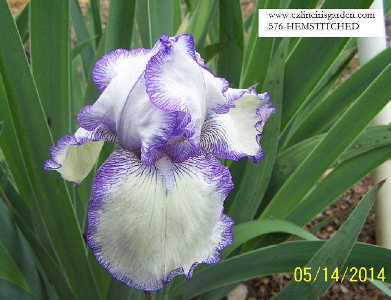 The flower Hemstitched - Tall Bearded Iris (TB)