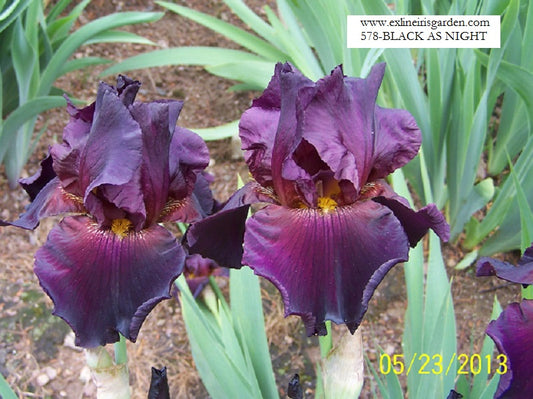 The flower Black As Night - Tall Bearded Iris (TB)