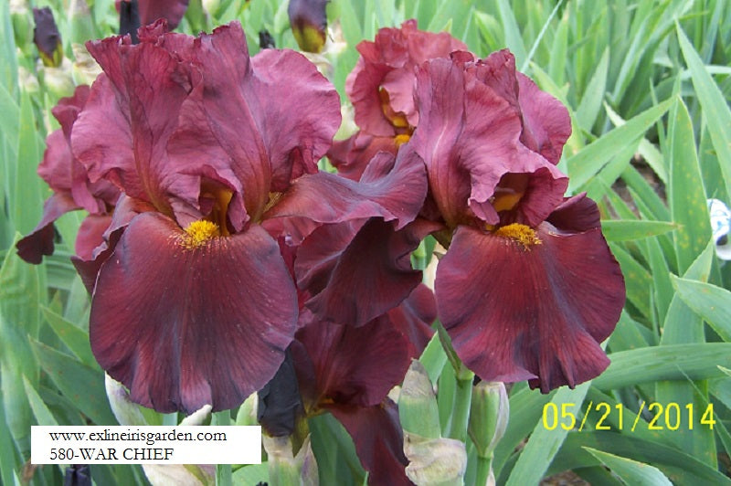 The flower War Chief - Tall Bearded Iris (TB)