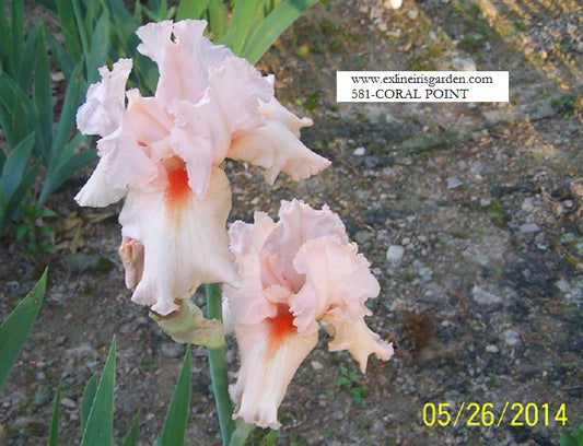 The flower Coral Point - Tall Bearded Iris (TB)