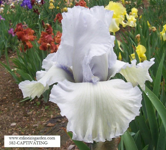 The flower Captivating - Tall Bearded Iris (TB)