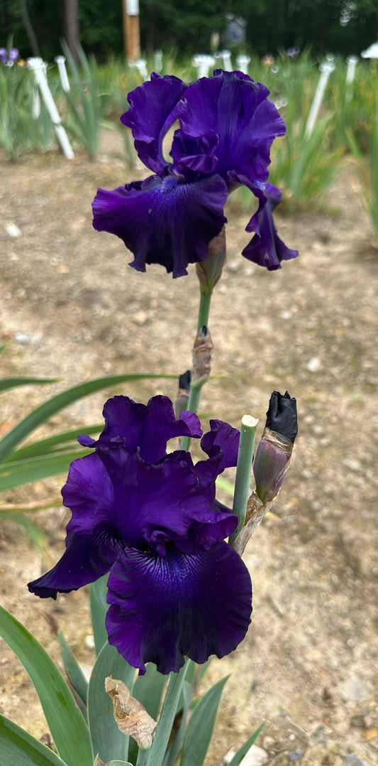 Black Harmony