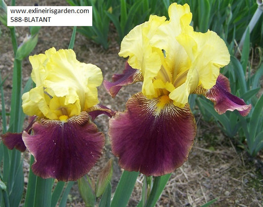 The flower Blatant - Tall Bearded Iris (TB)