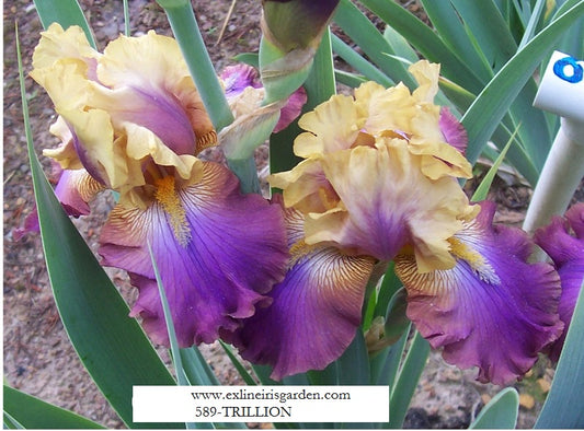 The flower Trillion - Tall Bearded Iris (TB)