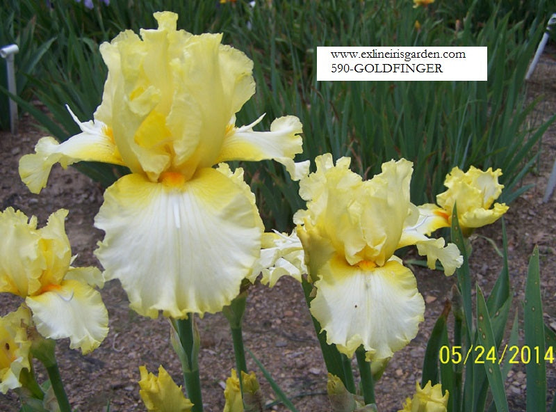 The flower Goldfinger - Tall Bearded Iris (TB)