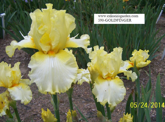 The flower Goldfinger - Tall Bearded Iris (TB)