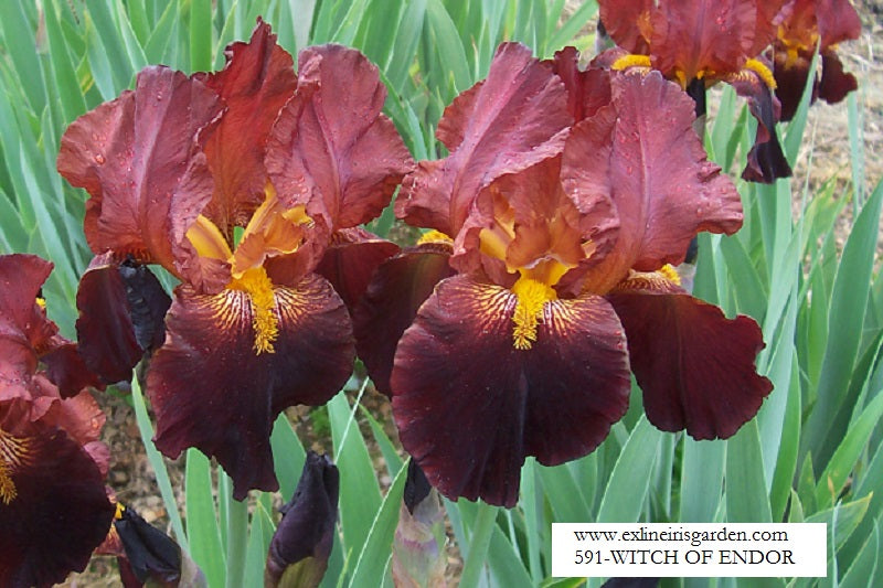 The flower Witch Of Endor - Tall Bearded Iris (TB)