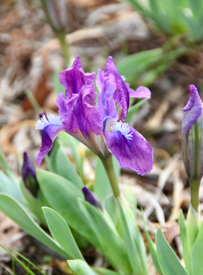 Spring Beacon