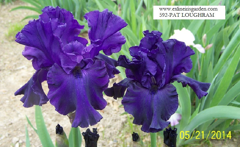 The flower Pat Loughran - Tall Bearded Iris (TB)