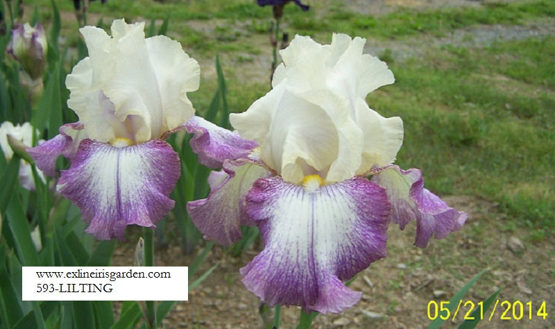 The flower Lilting - Tall Bearded Iris (TB)