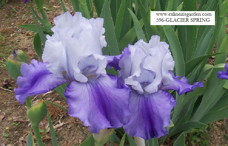 The flower Glacier Spring - Tall Bearded Iris (TB)