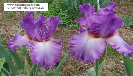 The flower Designing Woman - Tall Bearded Iris (TB)