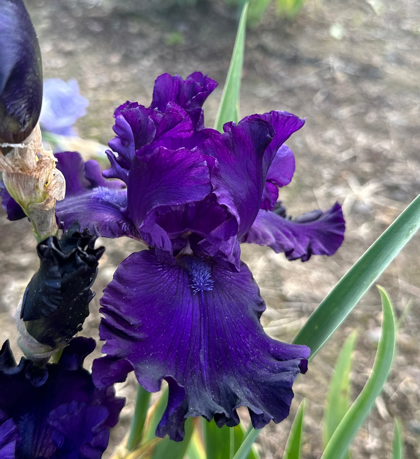 Unidentified Purple TB #5