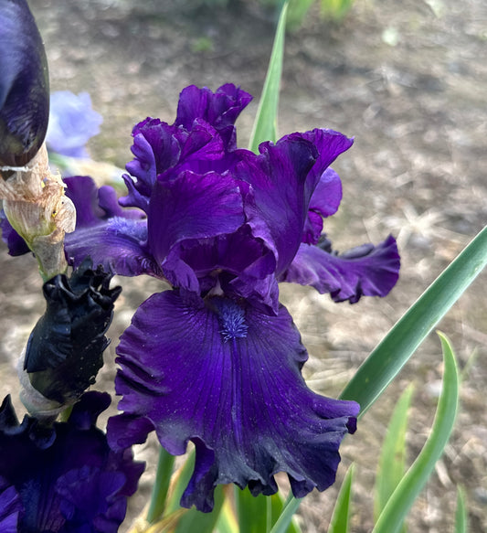 Unidentified Purple TB #5