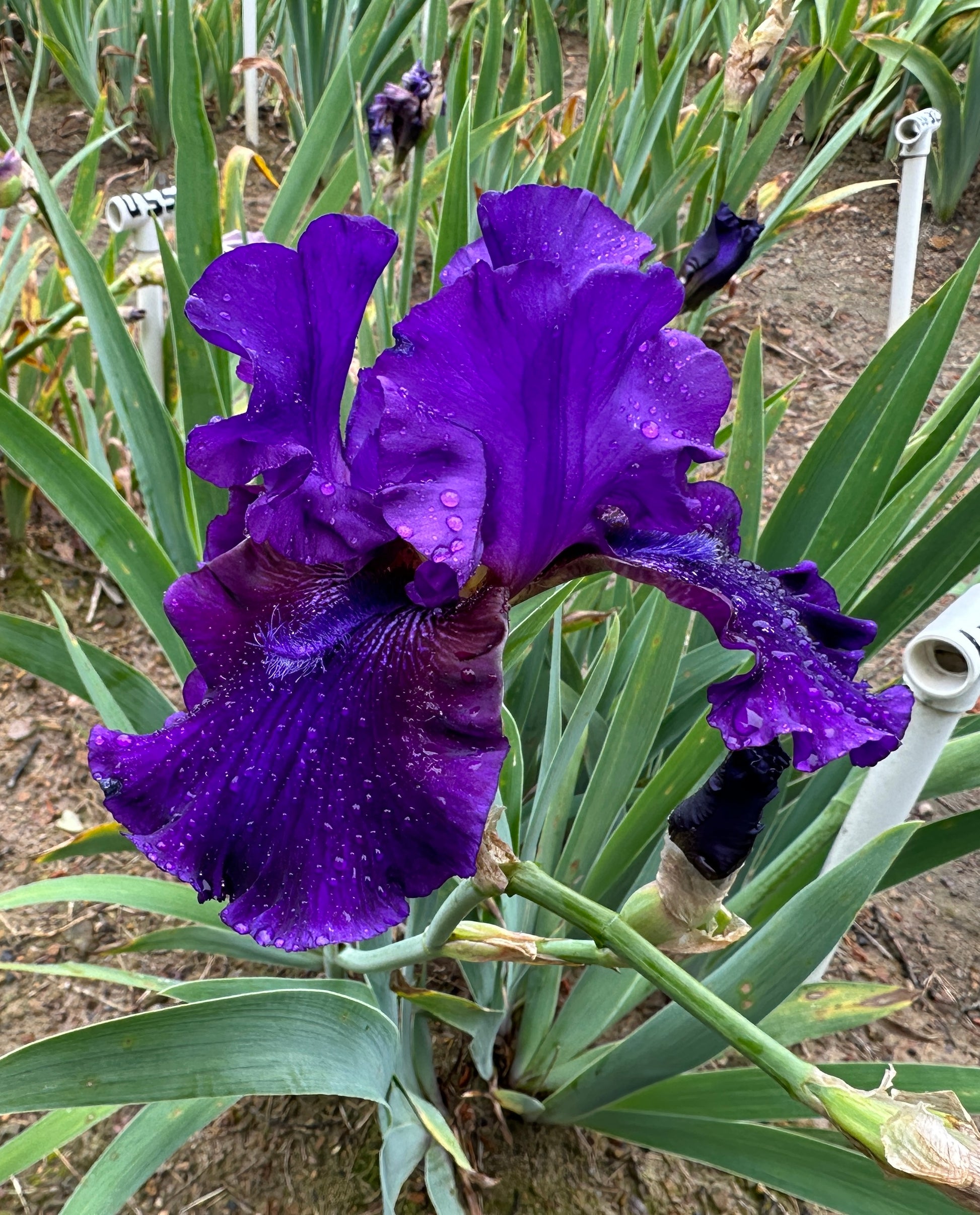 911 lone star iris purple tent Don't Touch