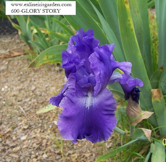 The flower Glory Story - Tall Bearded Iris (TB)