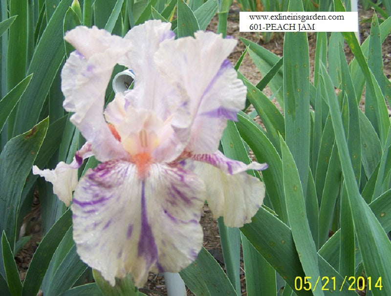 The flower Peach Jam - Tall Bearded Iris (TB)