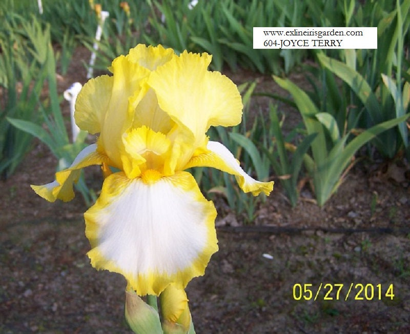 The flower Joyce Terry - Tall Bearded Iris (TB)